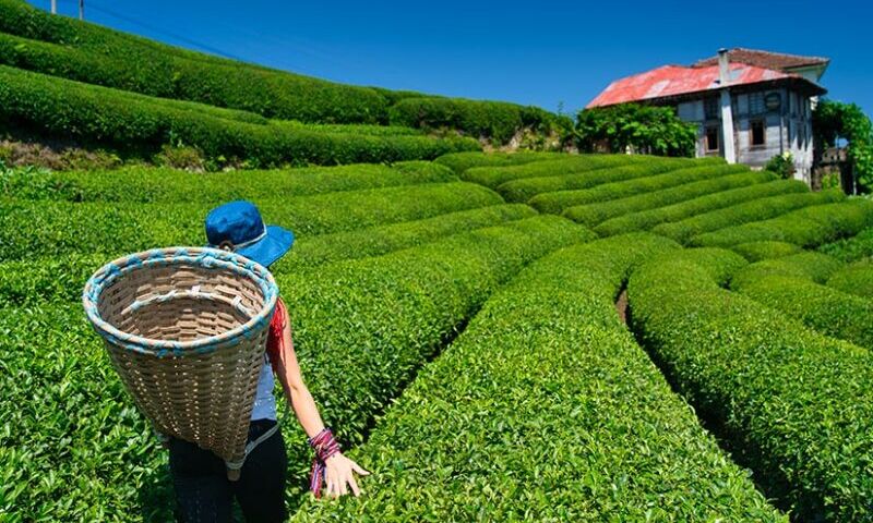 Uçaklı Tiflis,Batum&Ayder yaylası Turu